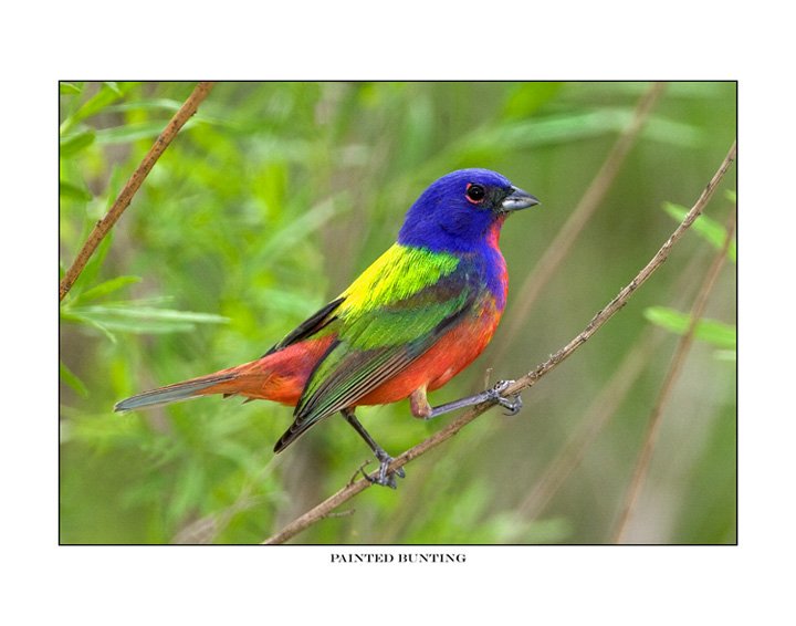 5747-1 painted bunting.jpg